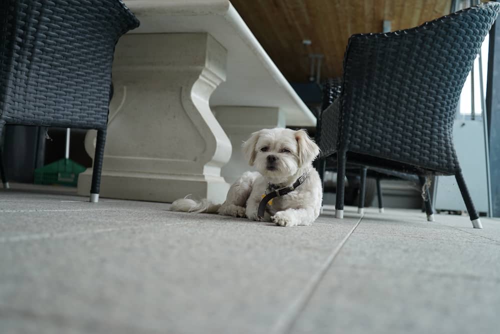 A dog resting on the ground on a patio.
